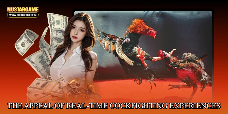 The Appeal of Real-Time Cockfighting Experiences Online