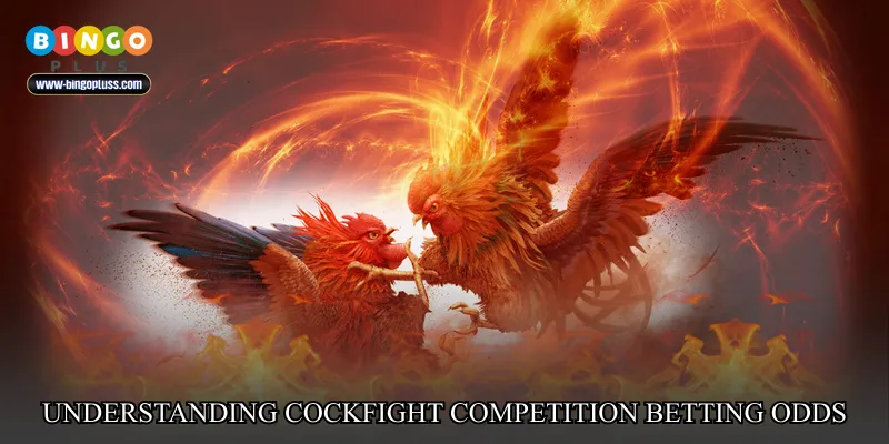 Understanding Cockfight competition betting odds